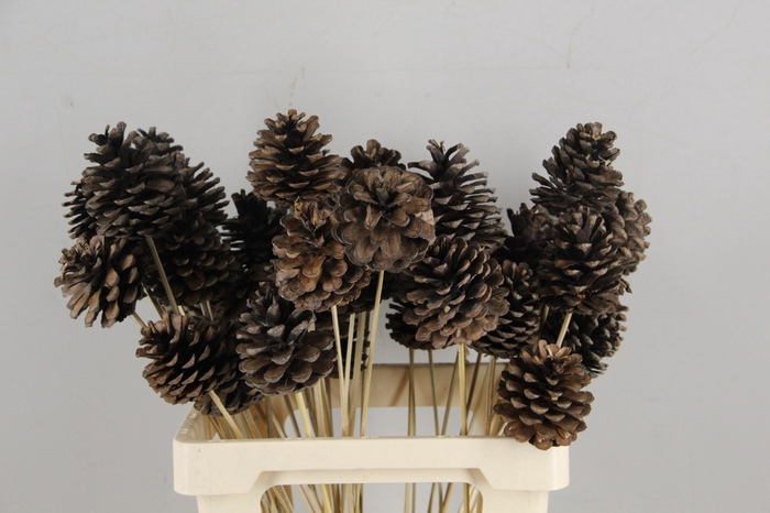 <h4>Stick Pine Cone Natural Large</h4>