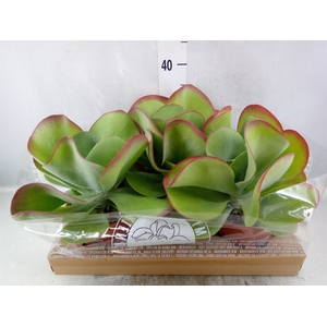 Kalanchoe NF thyrsiflora