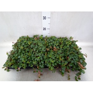 Peperomia  'Pepperspot'