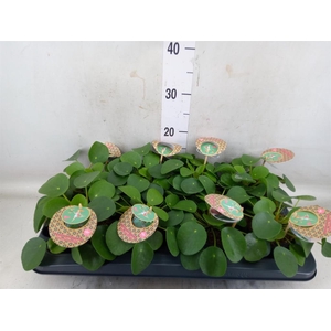 Pilea peperomioides
