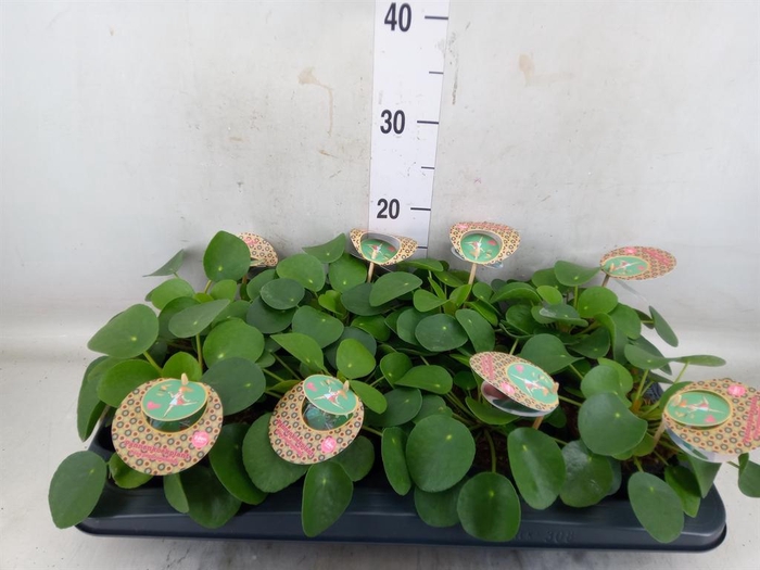 <h4>Pilea peperomioides</h4>