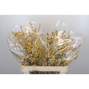Ilex Citronella