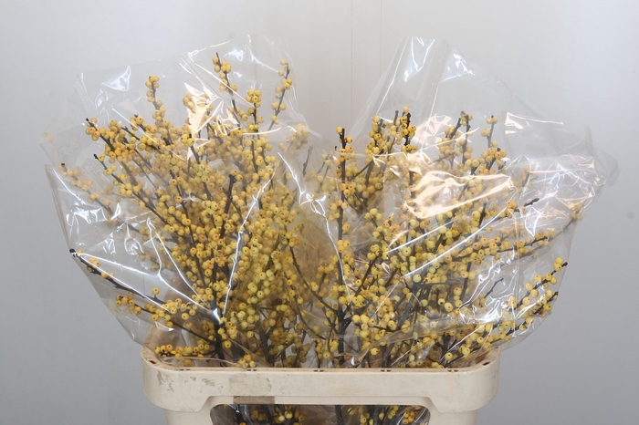 <h4>Ilex Citronella</h4>