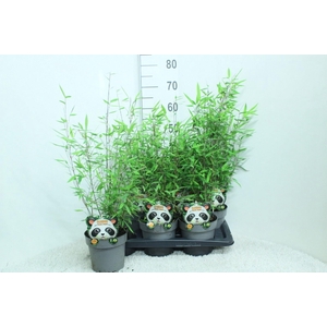 Fargesia nitida 'Black Pearl'