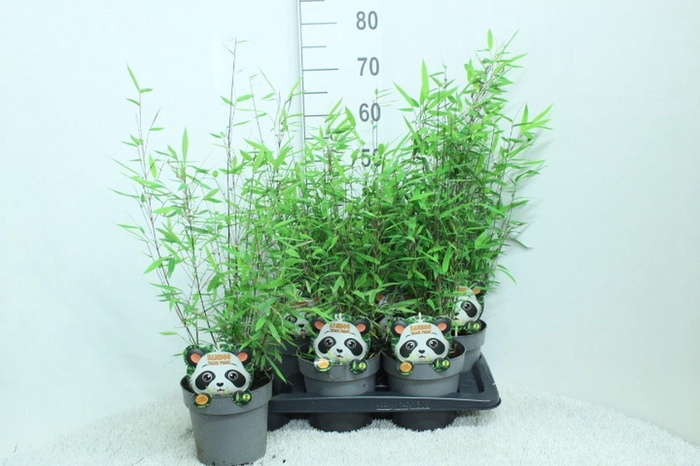 <h4>Fargesia nitida 'Black Pearl'</h4>