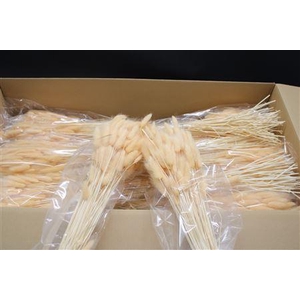 Lagurus Light Salmon X30