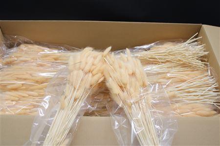 <h4>Lagurus Light Salmon X30</h4>