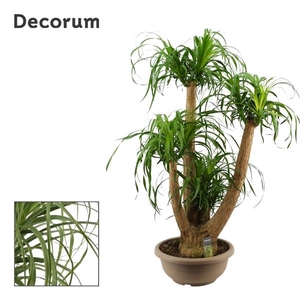 Nolina recurvata