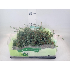 Pilea glaucophylla 'Greyzy'