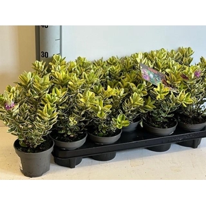 HEBE AND VARIEGATA stock