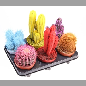 Cactus   ...