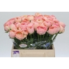 Ranunculus Clooney Venere Extra