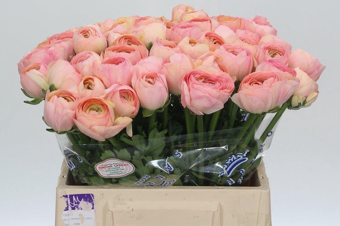 Ranunculus Clooney Venere Extra