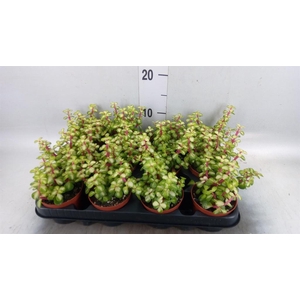 Portulacaria afra 'Variegata'