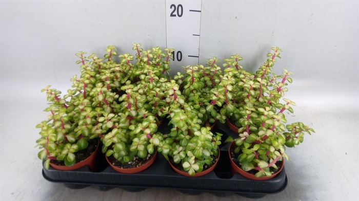 <h4>Portulacaria afra 'Variegata'</h4>