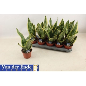 SANSEV FUTURA SUPERB