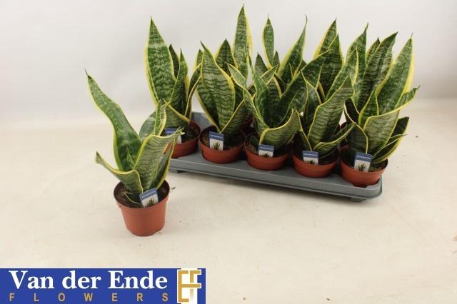 <h4>SANSEV FUTURA SUPERB</h4>