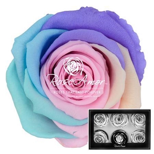Lplus Rainbow Pin04