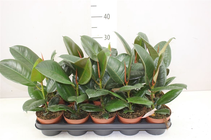 <h4>Ficus Robusta</h4>