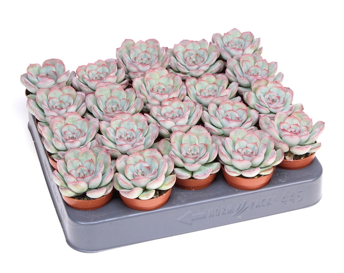 <h4>Echeveria   ...</h4>