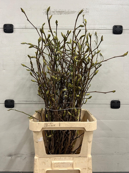 <h4>Magnolia Grandiflora</h4>