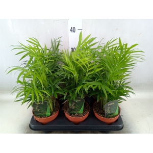 Chamaedorea elegans