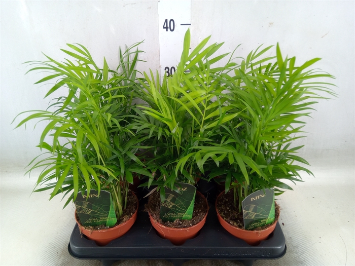 <h4>Chamaedorea elegans</h4>