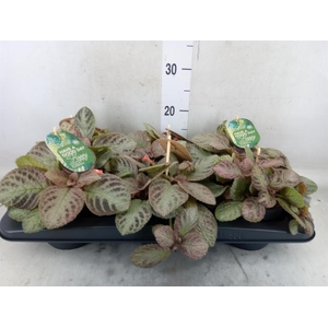 Episcia cupreata 'Tierra Plata'