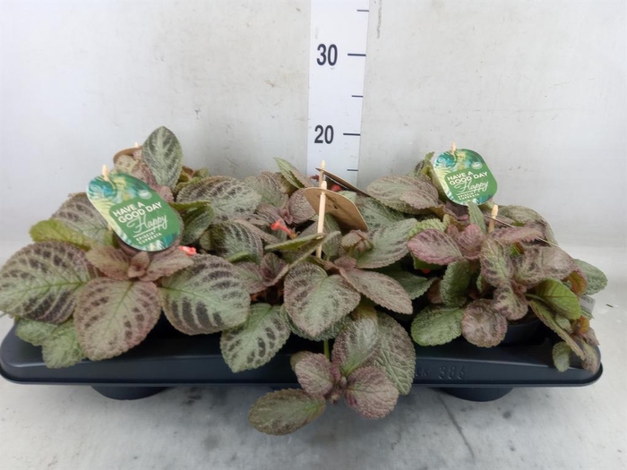 <h4>Episcia cupreata 'Tierra Plata'</h4>