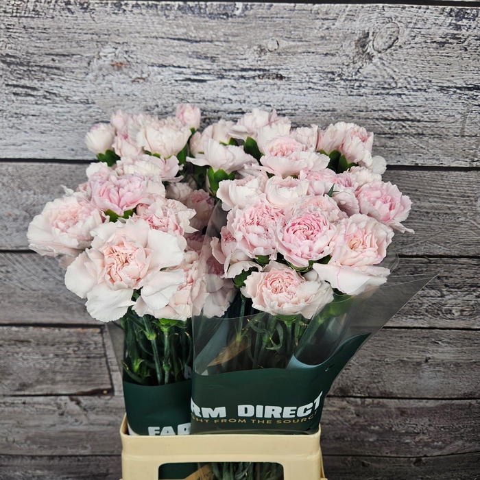 <h4>DI ST BRIDAL DAMASCU</h4>