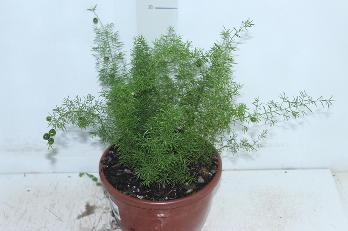<h4>ASPARGO REAL P19</h4>