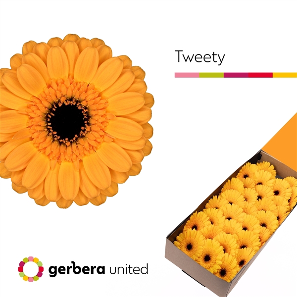 <h4>Ge Mi Tweety Box United</h4>