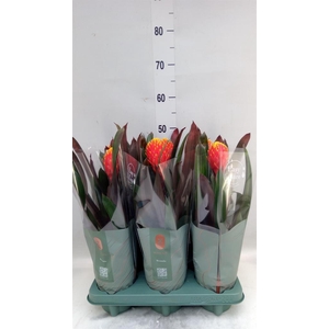 Guzmania  'Tala'