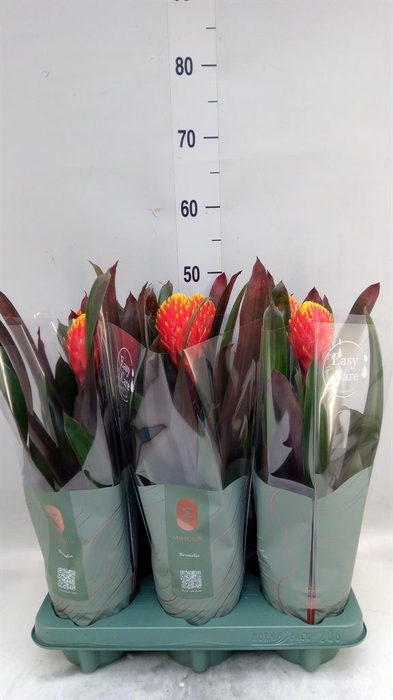 <h4>Guzmania 'Tala'</h4>