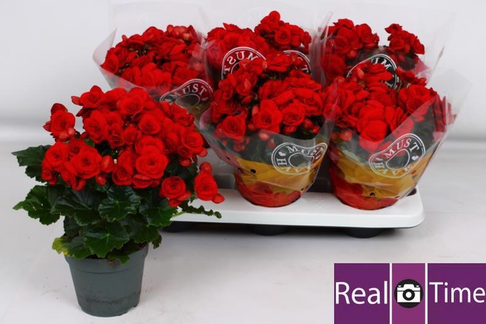 <h4>BEG DU BALADIN</h4>