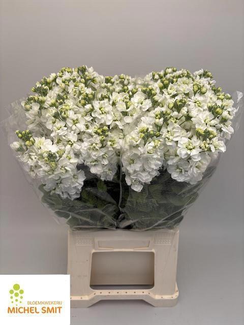 <h4>MATTH AIDA WHITE</h4>