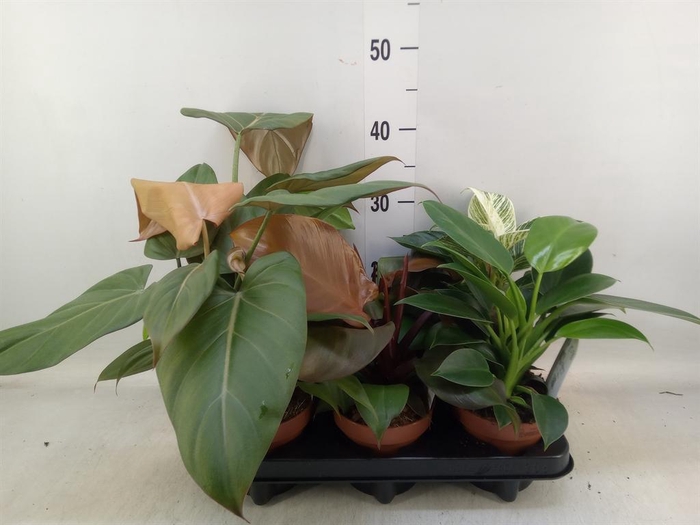 <h4>Planten  ..mix</h4>