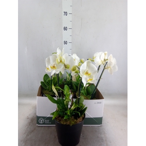 Arr.  Phalaenopsis MT 18+   L%