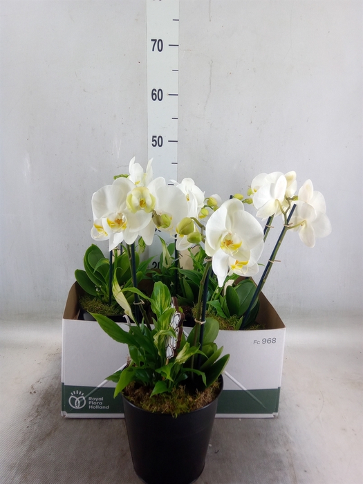 <h4>Arr.  Phalaenopsis MT 18+   L%</h4>