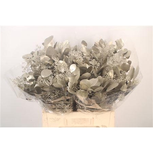 Euca Populus Berry V Platina