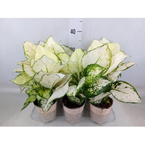 Aglaonema   ...
