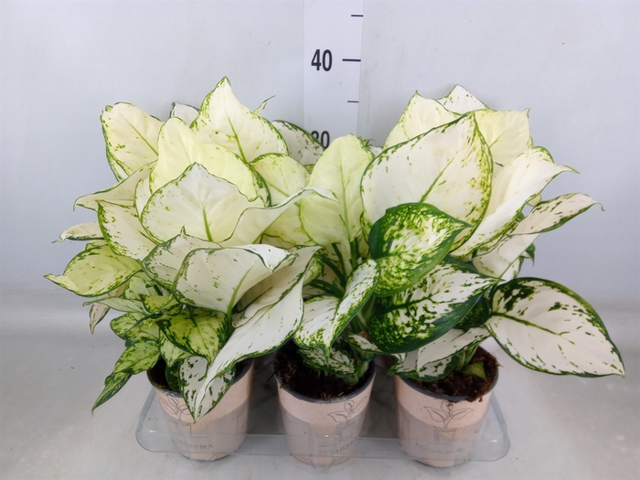 <h4>Aglaonema   ...</h4>