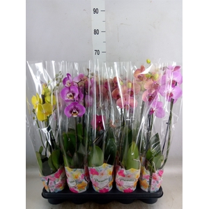 Phalaenopsis   ...mix  5