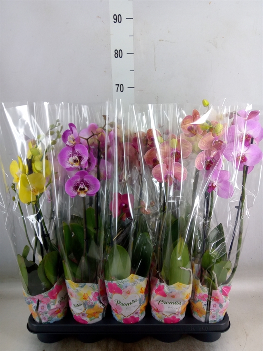 <h4>Phalaenopsis   ...mix  5</h4>