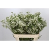 Chamelaucium Grace