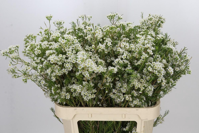 Chamelaucium Grace