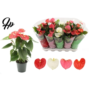 Anthurium 12 cm 4 color mix in Couture sleeve