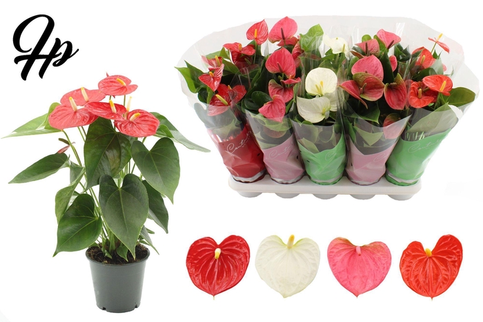 <h4>Anthurium 12 cm 4 color mix in Couture sleeve</h4>