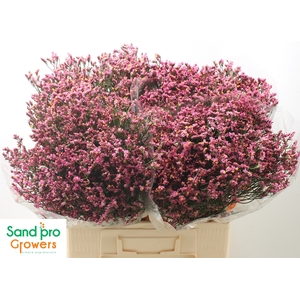 Limonium sinense Tiffany Diamond
