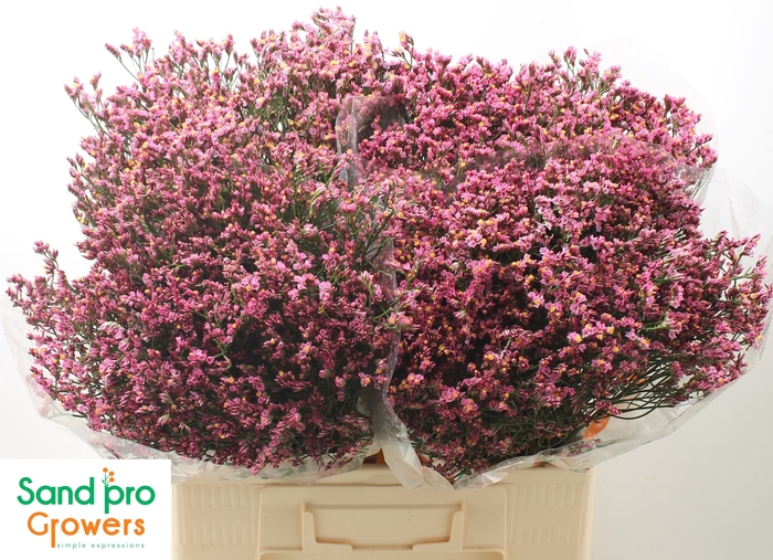 <h4>Limonium sinense Tiffany Diamond</h4>
